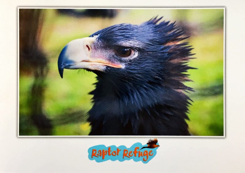 Wedge-Tailed Eagle Gift Card 03