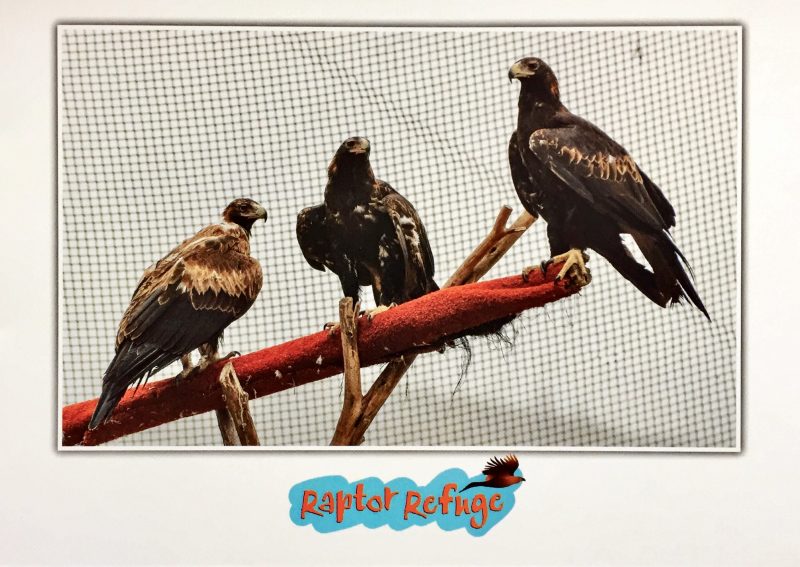 Wedge-Tailed Eagle Gift Card 05