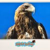 Wedge-Tailed Eagle Gift Card 06 - Image 2