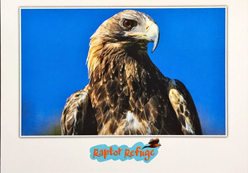 Wedge-Tailed Eagle Gift Card 06