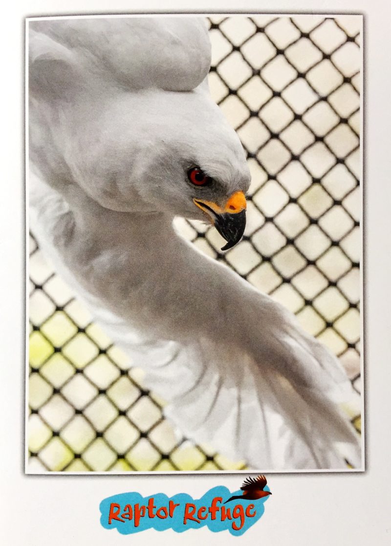 Grey Goshawk Gift Card 03