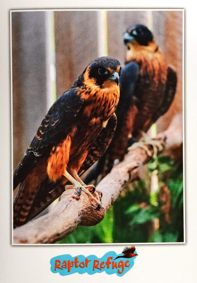 Australian Hobby Gift Card 01