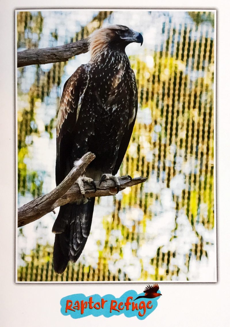 Wedge-Tailed Eagle Gift Card 01