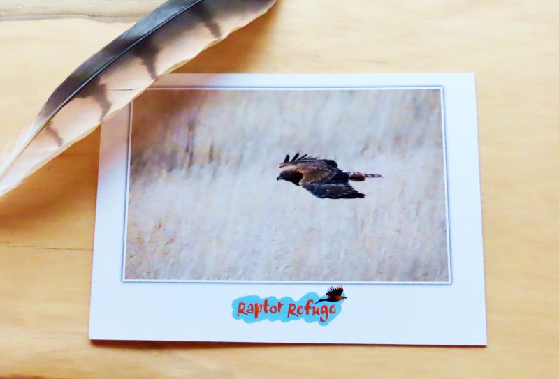 Swamp Harrier Gift Card 01