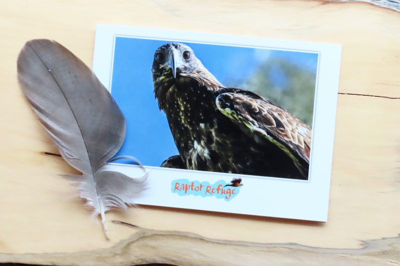 Wedge-Tailed Eagle Gift Card 04