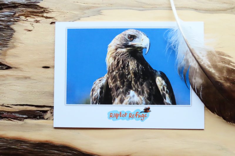 Wedge-Tailed Eagle Gift Card 06