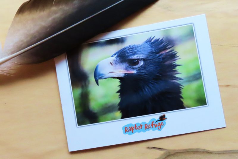 Wedge-Tailed Eagle Gift Card 03