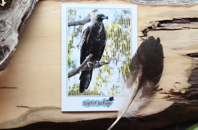 Wedge-Tailed Eagle Gift Card 01