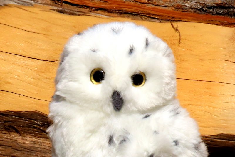 Snowy Owl Plush Toy