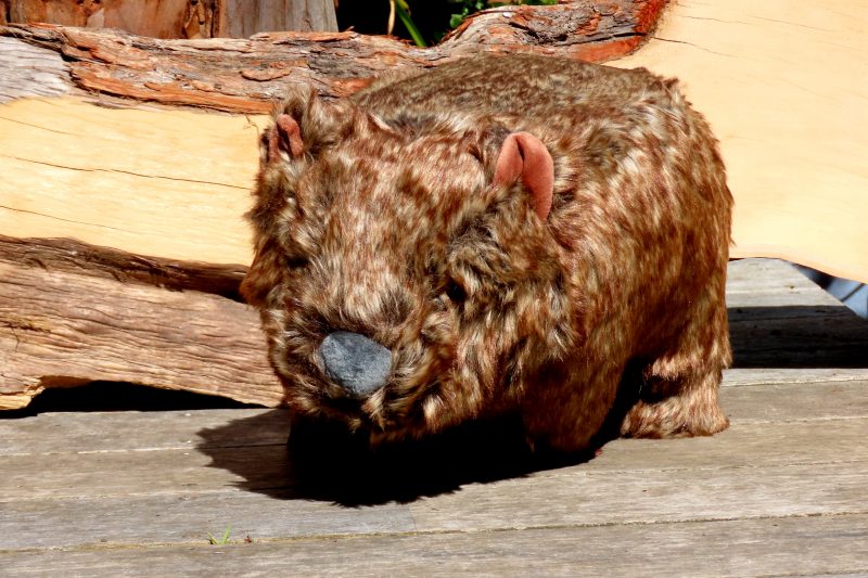 Maria Island Plush Wombat