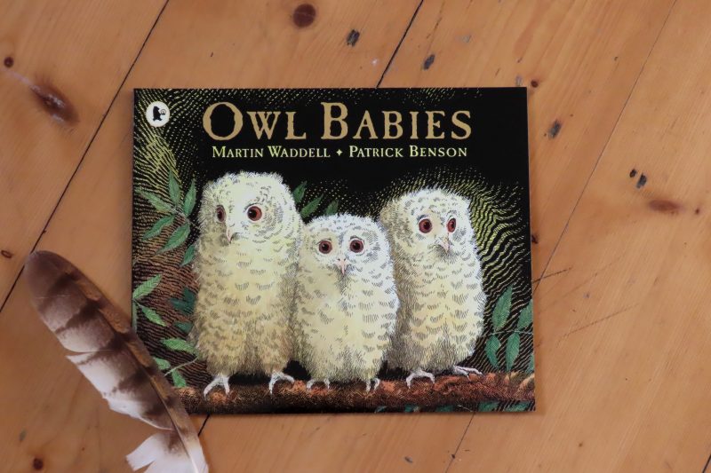 Owl Babies