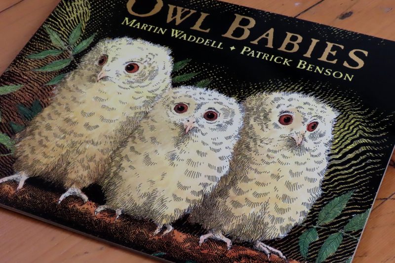 Owl Babies