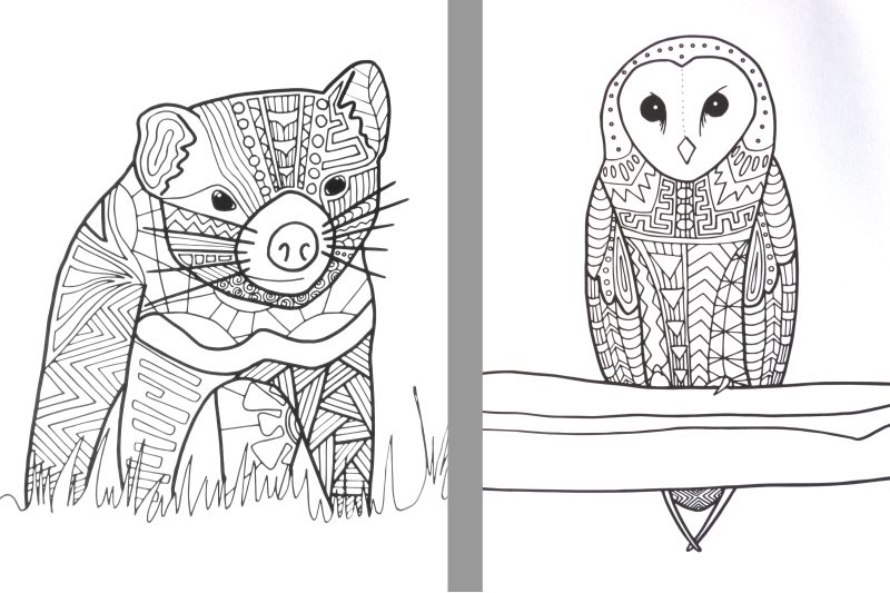 Animals of Tasmania Colouring Book